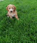 Cockapoo szczeniak