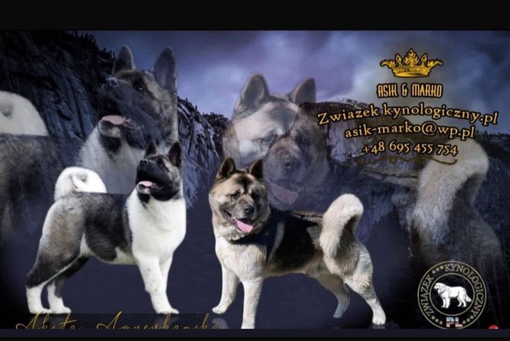 Akita Amerykanska suczka
