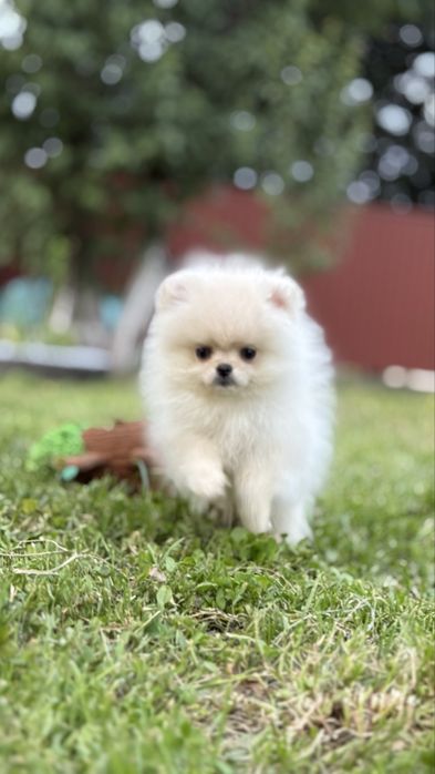 Міні міні дівчинка шпиць