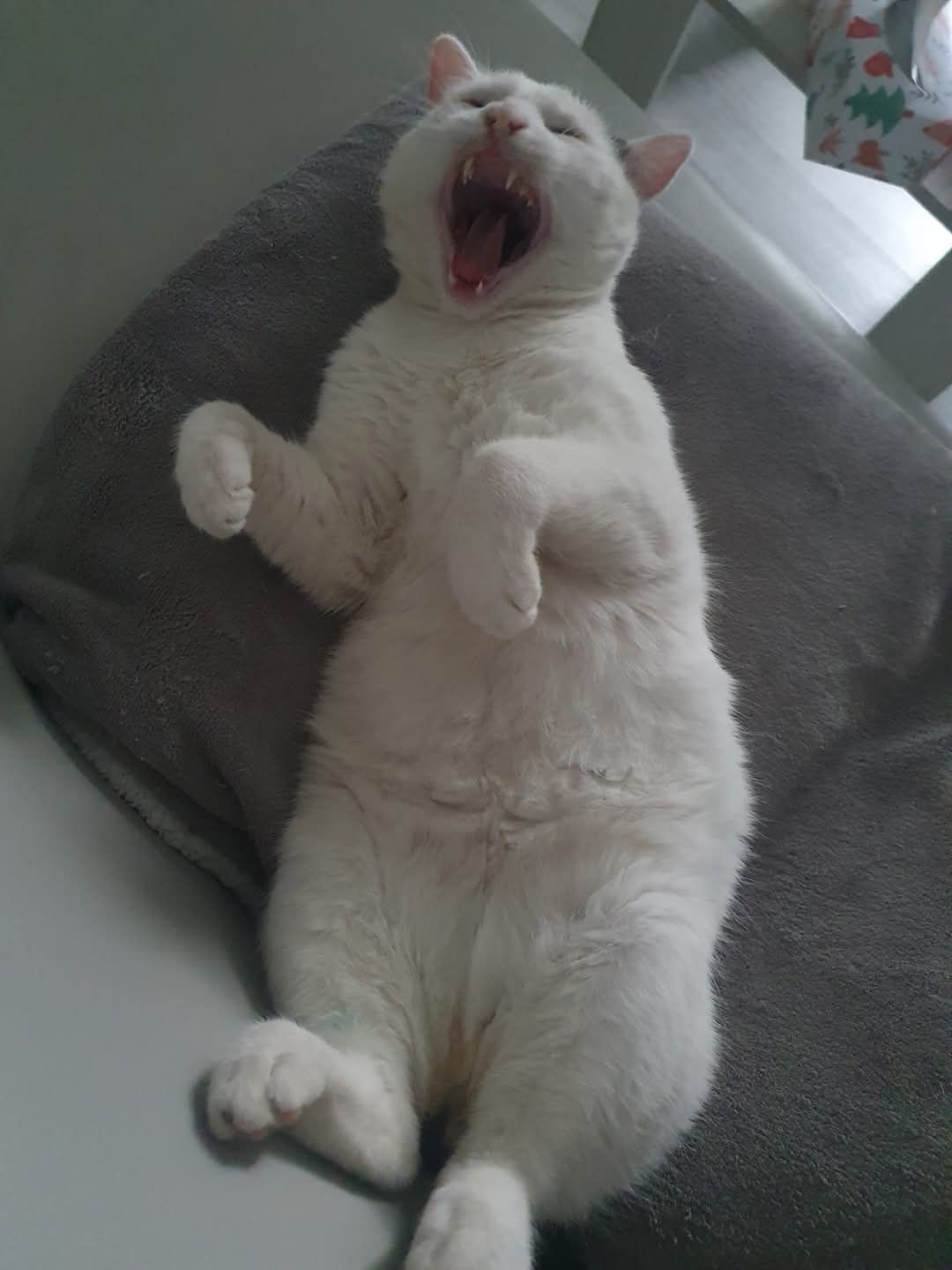 Biały Kocurek Kokos do adopcji!