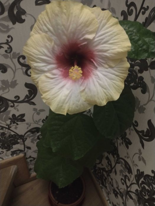 Гібіскус сортовий