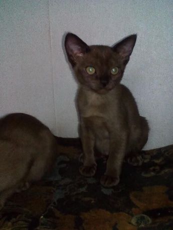 Бурманские (бурма) котята