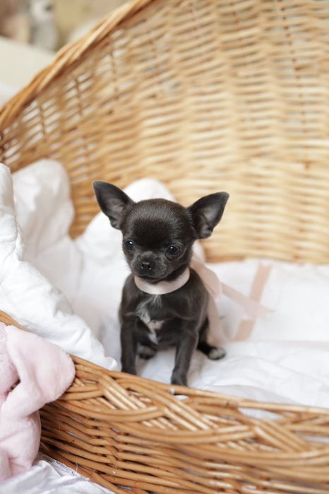 Niebieska sunia chihuahua  XS fci