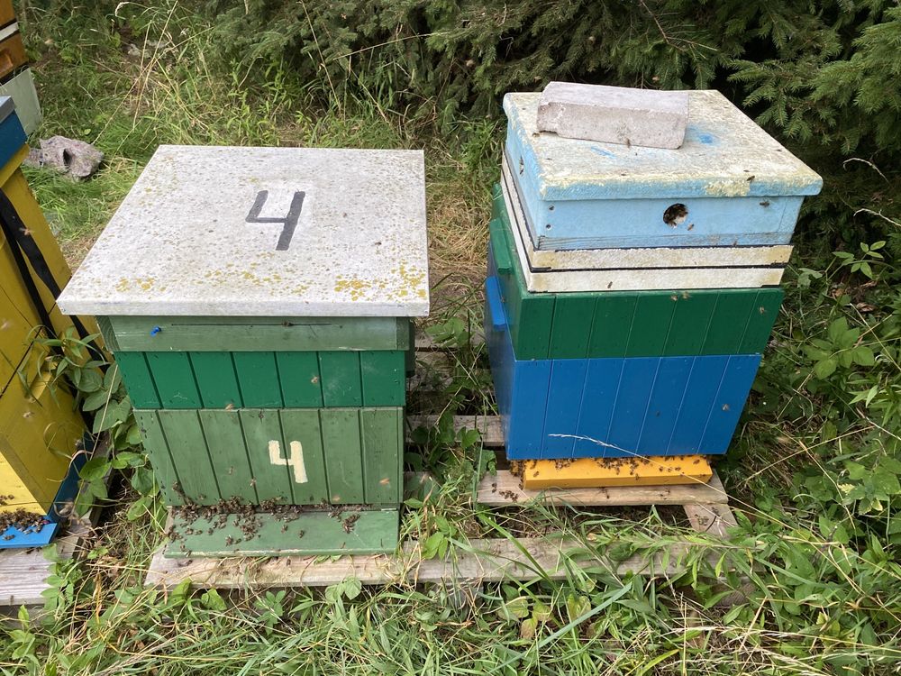 Ul z pszczołami Buckfast, przezimowane pszczoły w ulach wielkopolskich