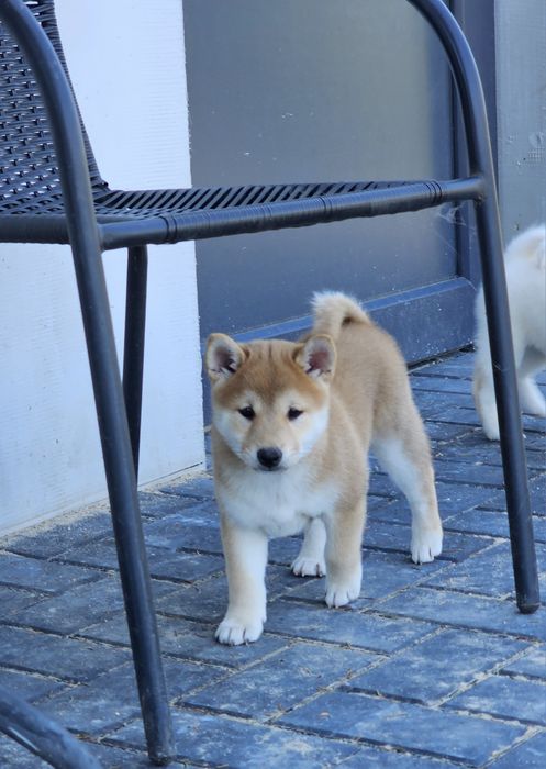 Shiba inu ZKWP FCI doskonały rodowód
