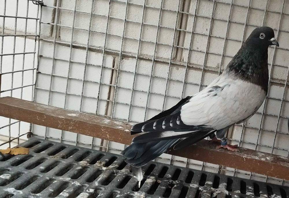 Kirowogradzkie  mikolajewskie