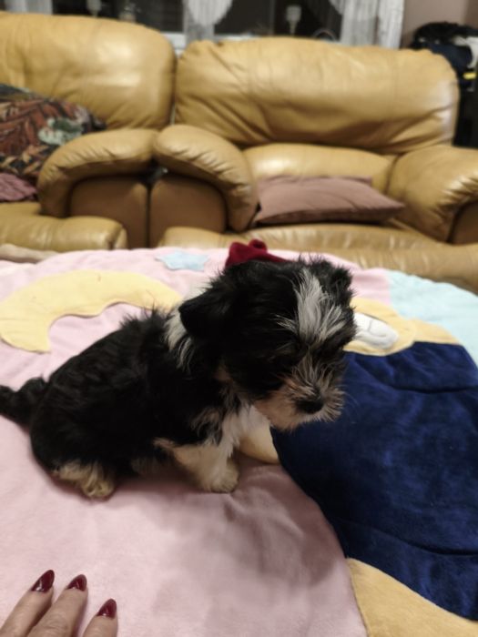 Biewer Yorkshire terrier York