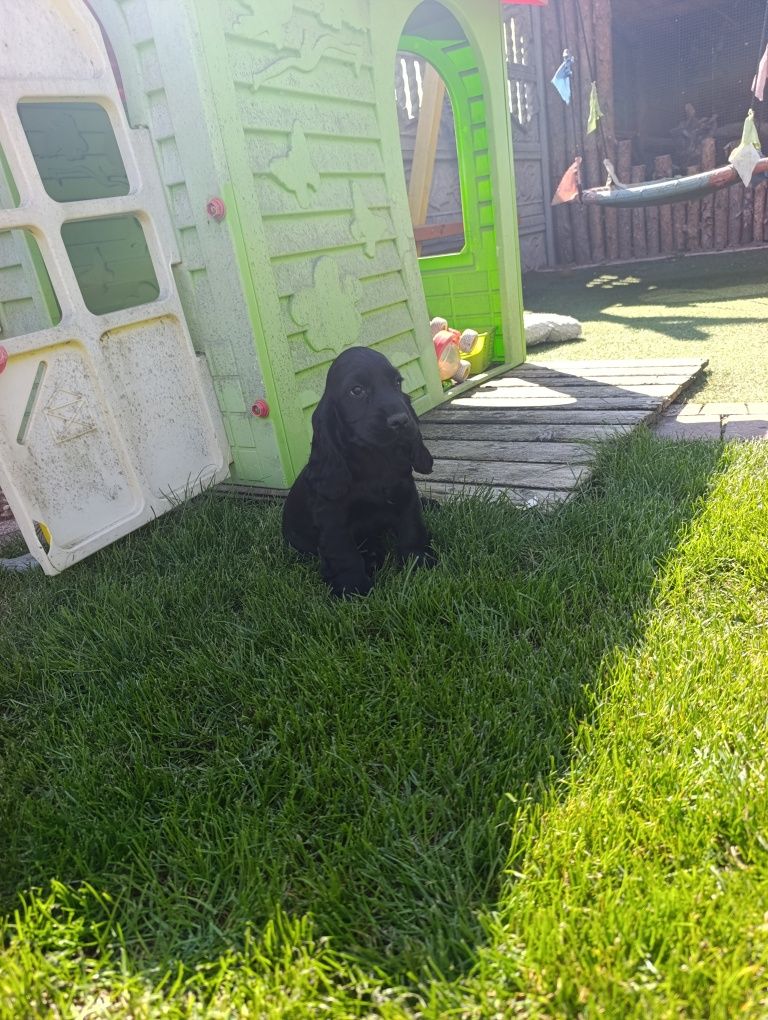 Cocker spaniel - Czarny Chłopiec