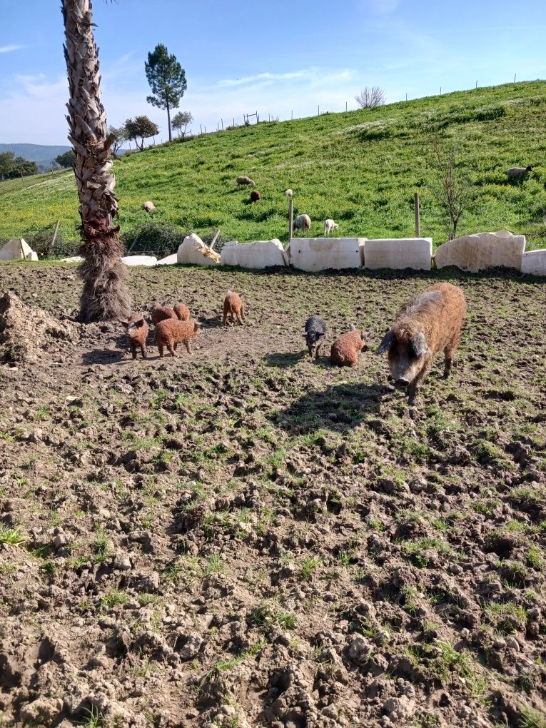 Porco ovelha Mangalitsa