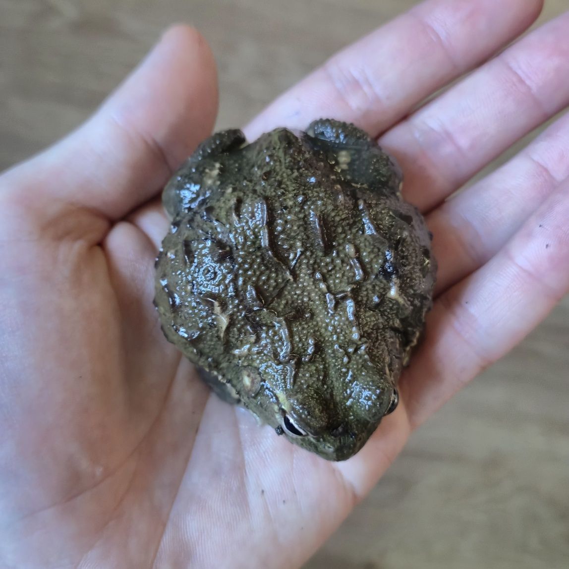 Afrykańska żaba byk Pyxicephalus adspersus