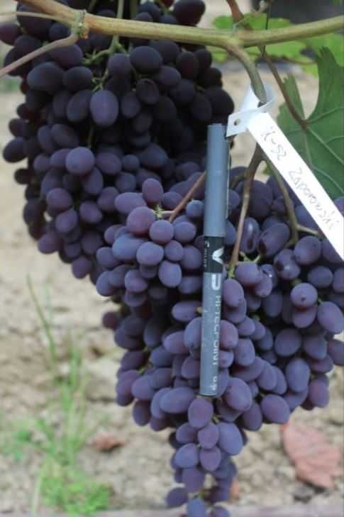 6 odmian łatwych w uprawie. Sadzonki winorośli.