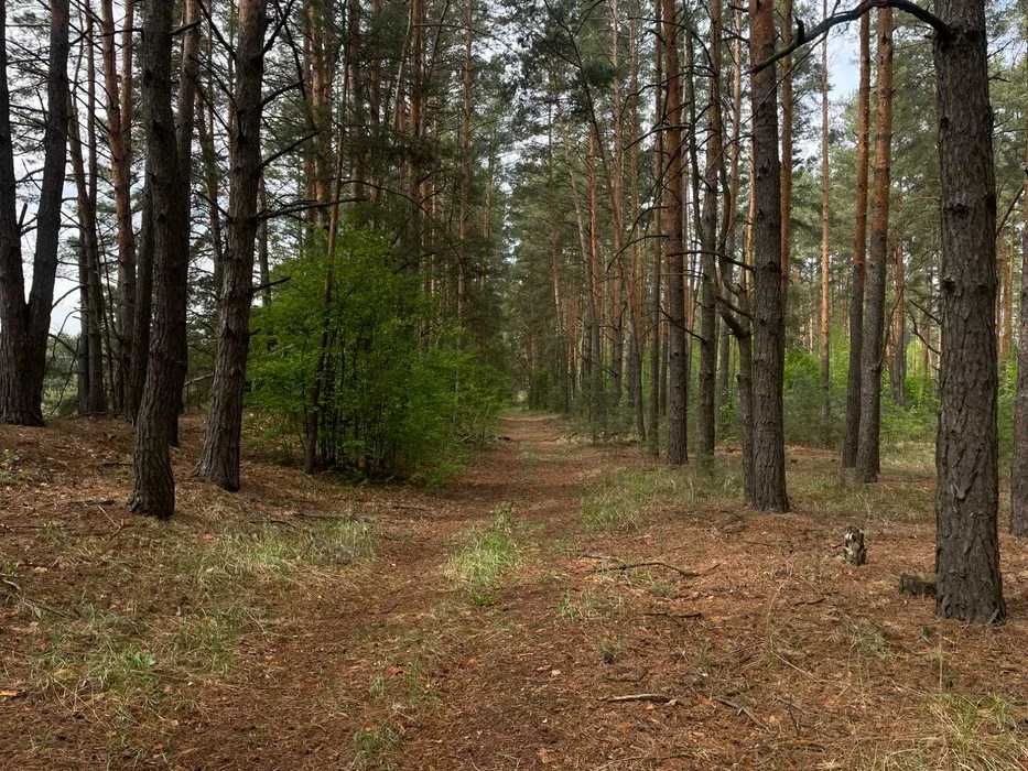 Інвестиція!Земля в Соснівці заліснена! Недалеко від Києва 30$ за сотку