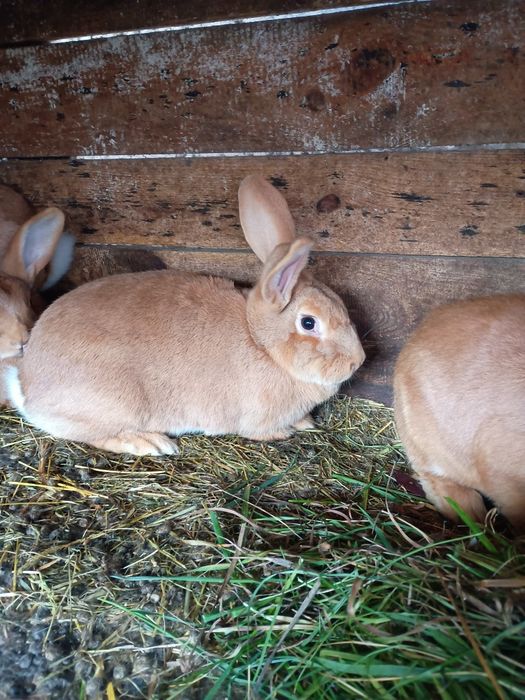 Króliki burgundzkie, samice i samce