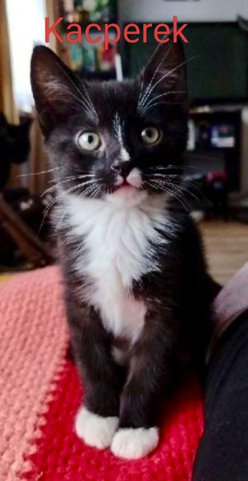 Słodziaki..Zuzia i Kacperek pilnie szukają domów...