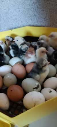 Jajka lęgowe ,Marans,Zielononóżka ,Green Shell