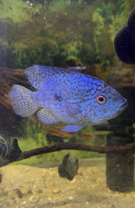 Femea texas blue