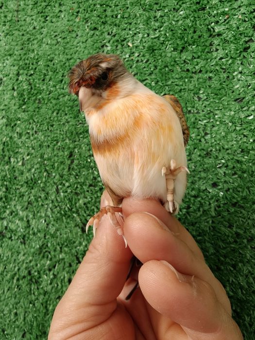 Híbridos pintassilgos