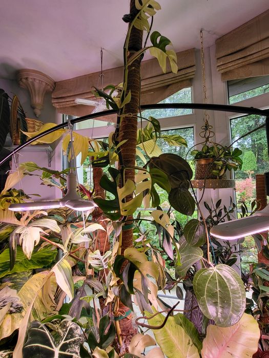Monstera tetrasperma variegata