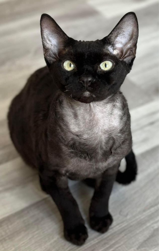 Devon rex  oferta majówkowa .kotka ur 15.08.2023 gr krwi A