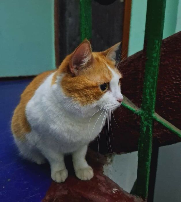 Замечен рыже-белый кот, новые дома