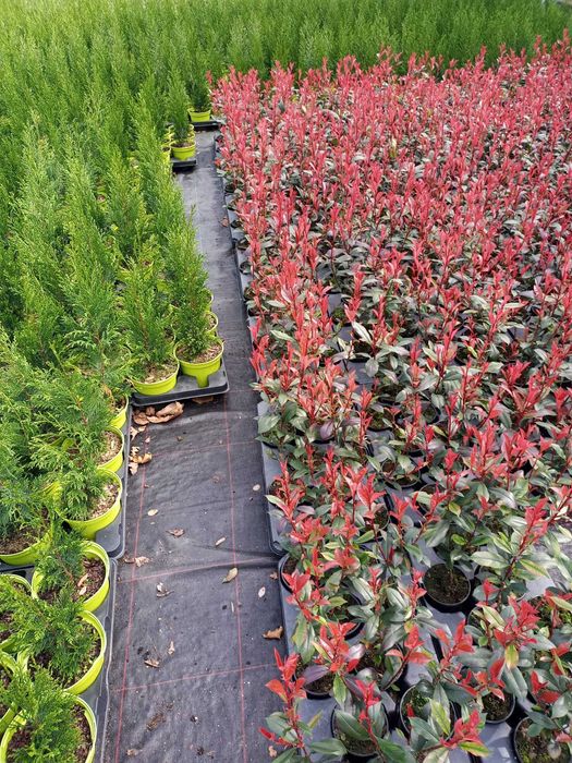 Photinia Red Robin | Photinia Carre Rouge