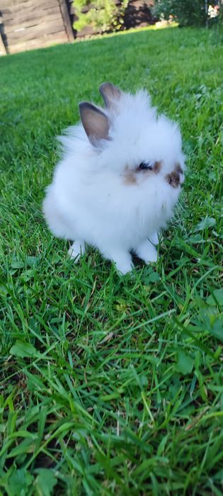 Левоголовий декоративний кролик