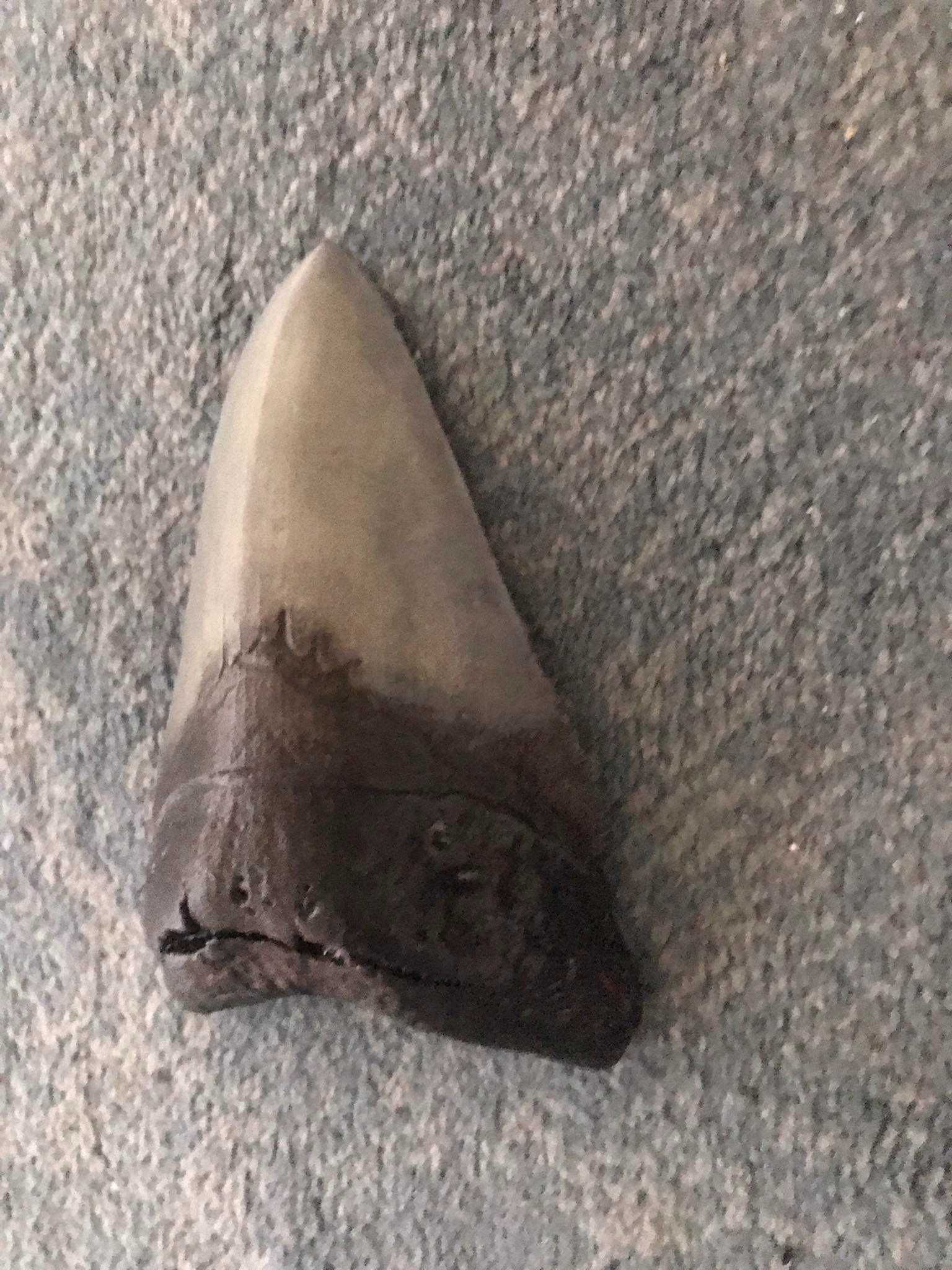 Dente de megalodon tamanho real Portes  incluídos