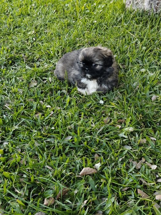 Shih-Tzu fêmea disponível