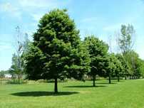 Lipa drobnolistna GREENSPIRE doniczka 20L wys 250-300cm Drzewa alejowe