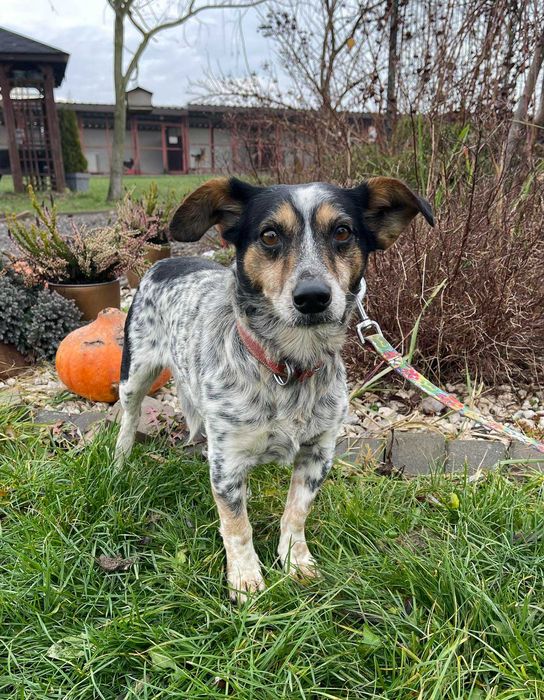 Kozłów Karczowice znaleziono psa.