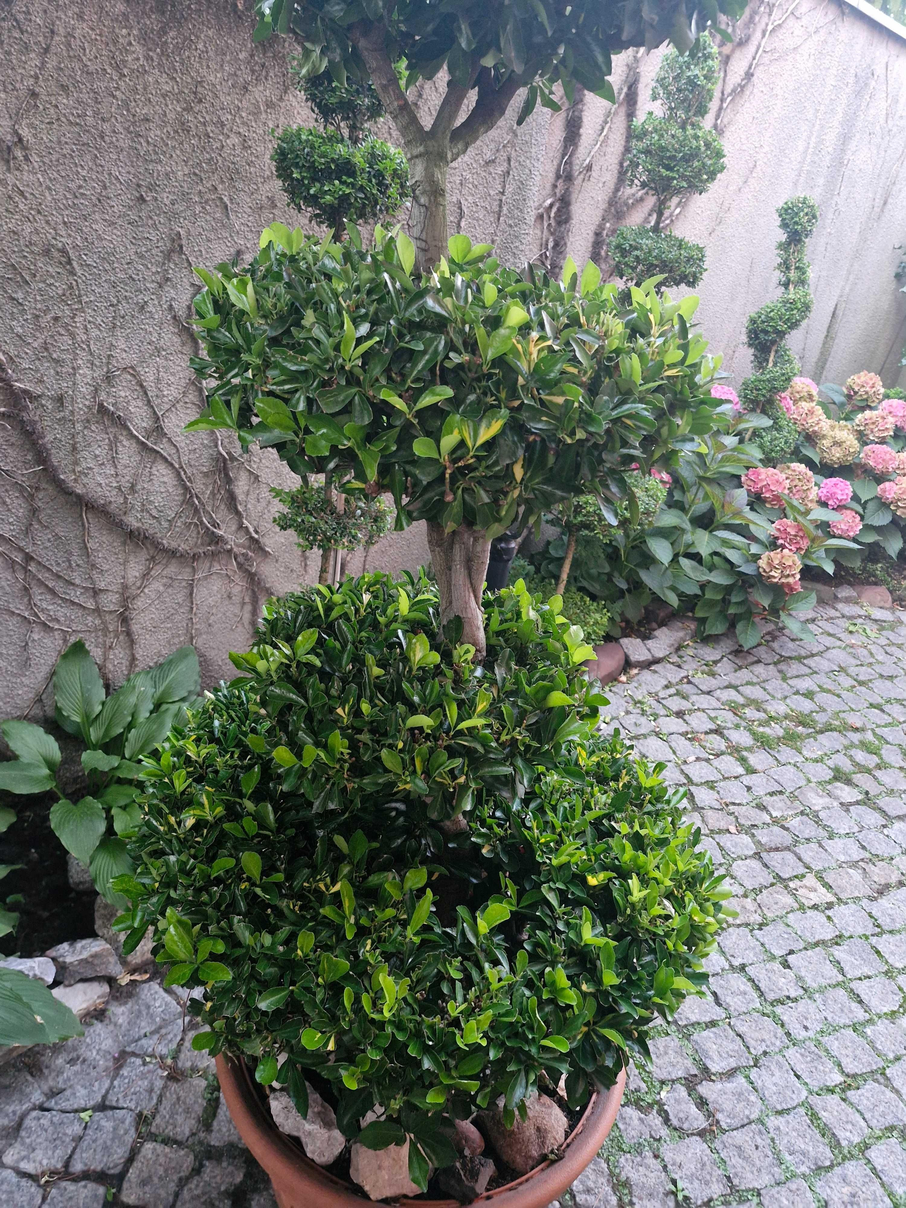 Bonzai z trzmieliny sunspot