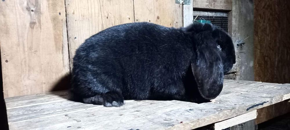 Królik baran francuski czarny Samica Rodowód