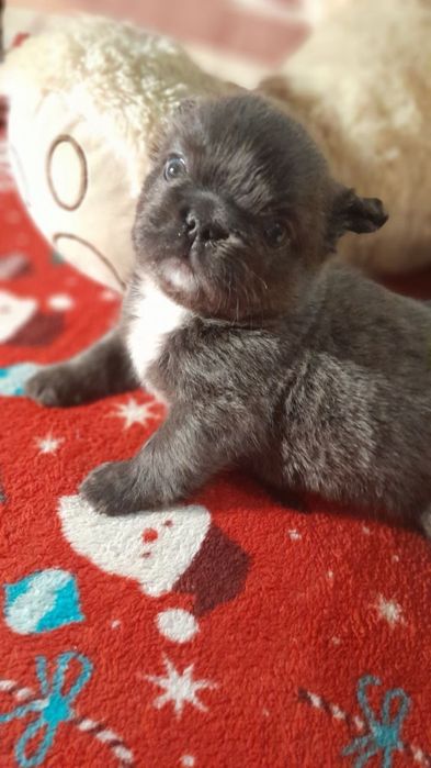 Продається французький бульдог Флаффи