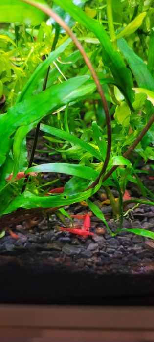 Sprzedam krewetki  czerwone super wybarwione