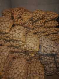 Ziemniaki Jadalne Irga , Lord ,Catania i ziemniak paszowy