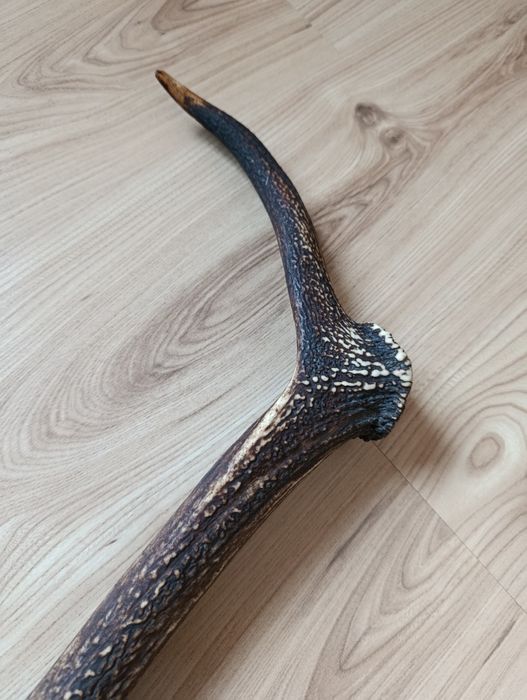 Poroże jelenia róg