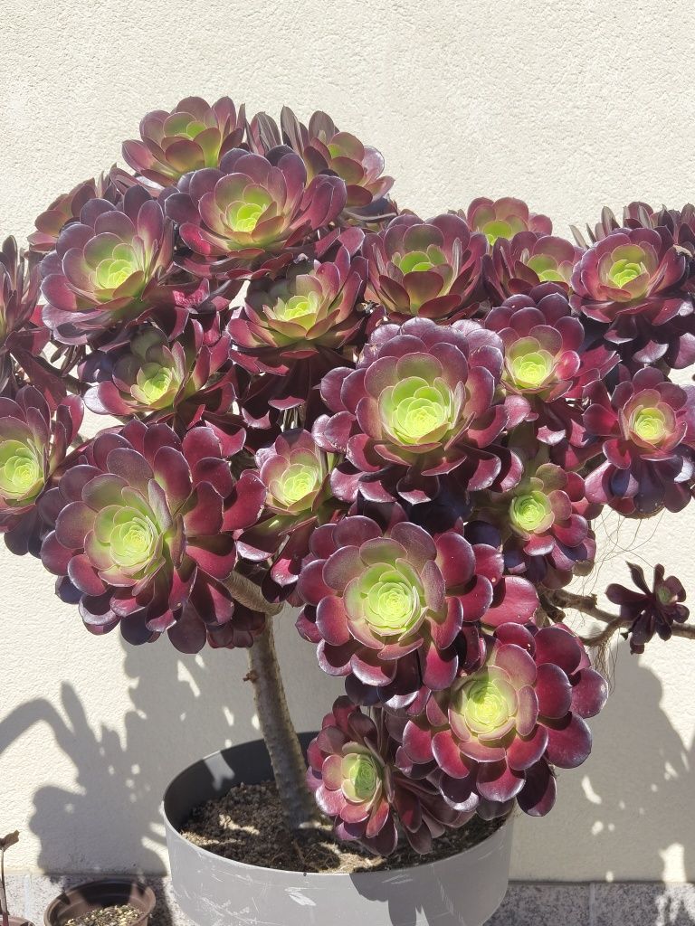Aeonium Arboreum Velour