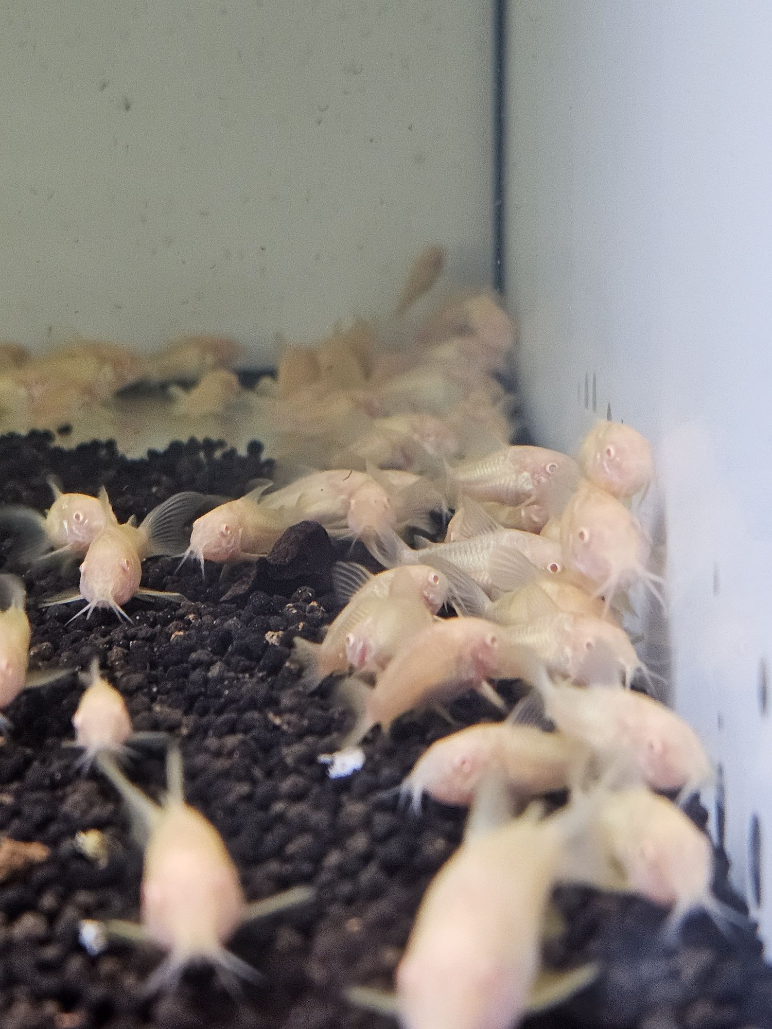 11 Corydoras albinas disponíveis