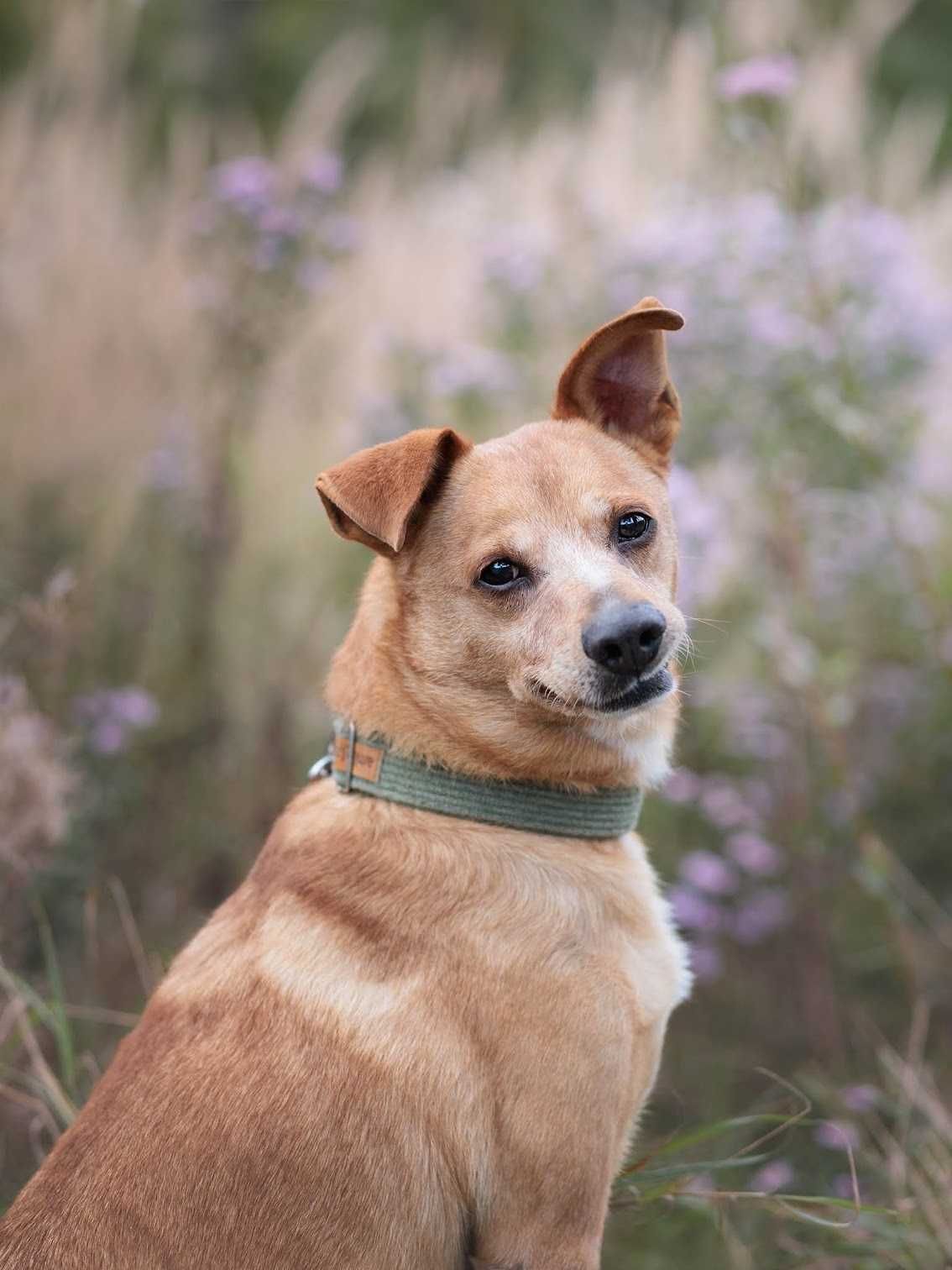 Kochający CHRUPEK poleca się do adopcji!