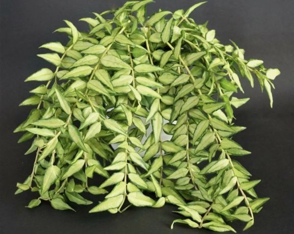 Hoya hoja kolekcjonerskie variegata varie syngonium monstera epi