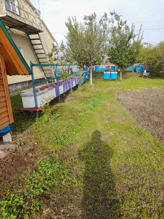 Бджолосімя, пасіка, бджоли, вулики, рої