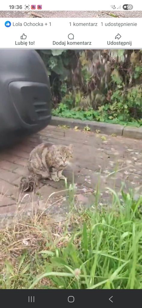 Kotek do adopcji