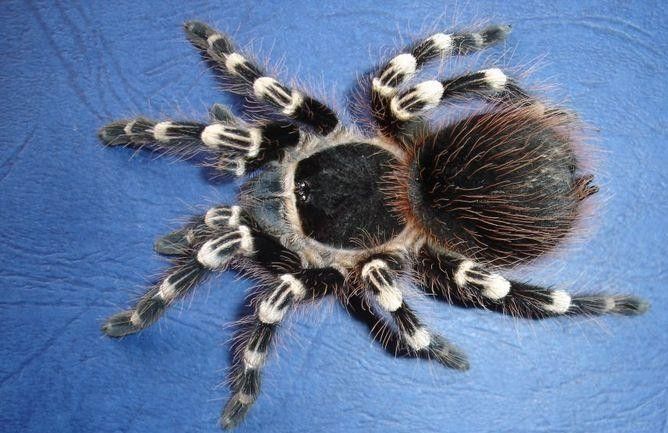 Pająk Ptasznik Acanthoscurria geniculata L3