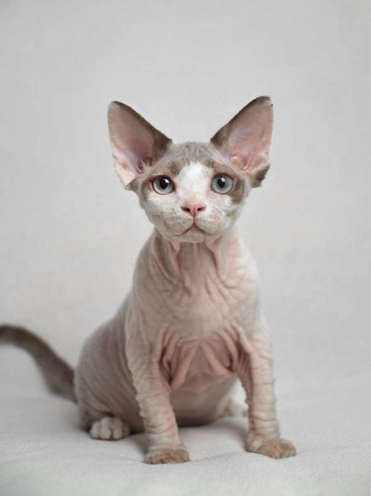 Ліловий девон рексик