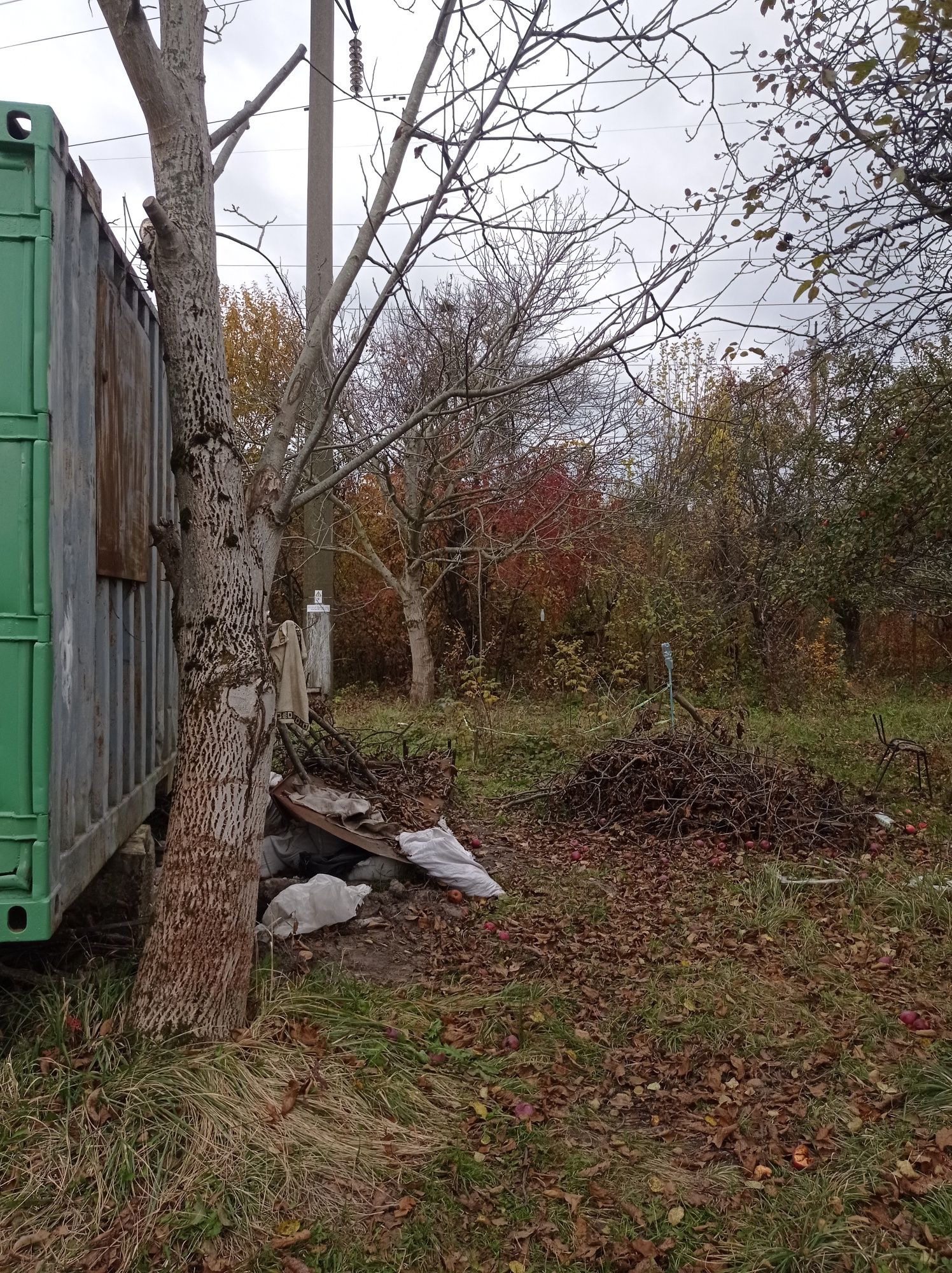 Продаю 2 горіхових дерева