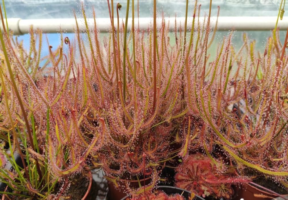 Zestaw nasion rosiczek Drosera Capensis rosiczka nasiona MEGA zestaw