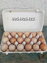 Яйця курячі домашні продам