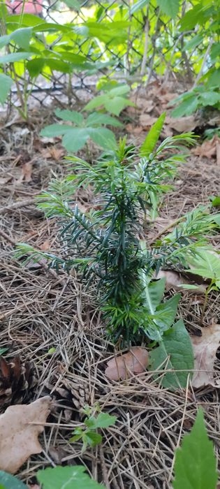 Cis pospolity sprzedam 15-20 cm sadzonka