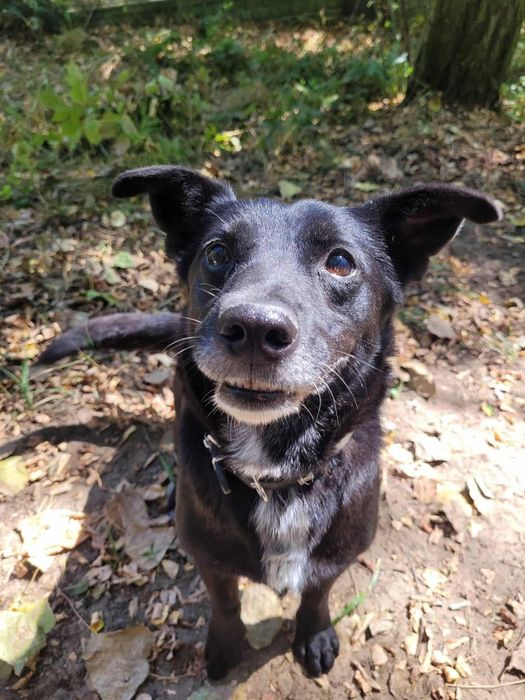 Mały czarny psiak czeka na dom!