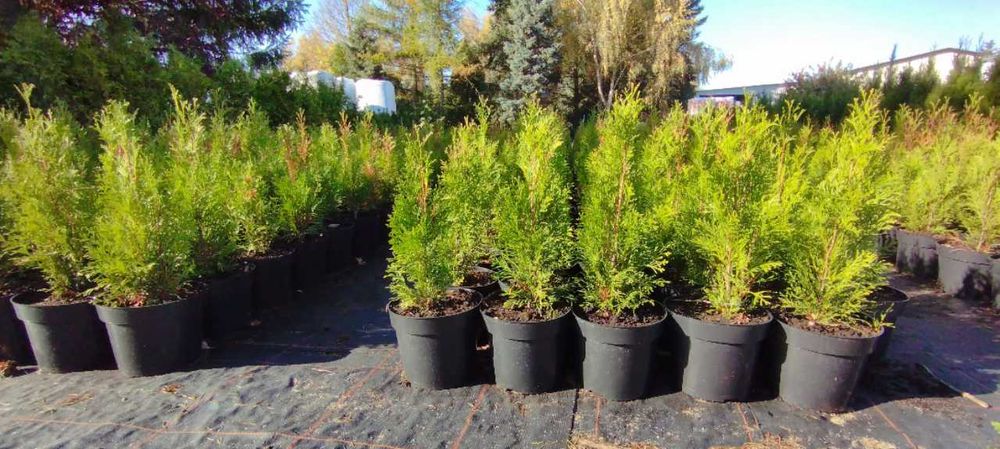 Tuja Szmaragd, Thuja Smaragd